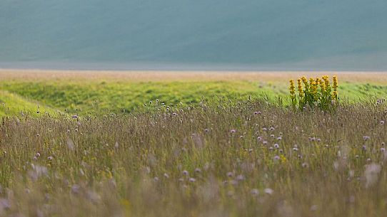 Flowering yellow gentians on the slope of Vettore mountain, Castelluccio di Norcia, Italy