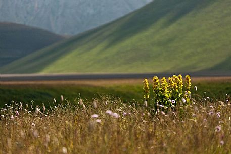 Flowering yellow gentians on the slope of Vettore mountain, Castelluccio di Norcia, Italy Flowering yellow gentians on the slope of Vettore mountain, Castelluccio di Norcia, Italy