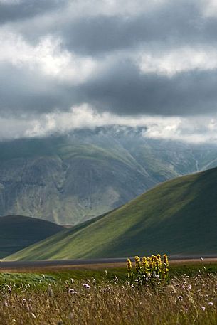 Yellow gentian (Gentiana lutea L.) flowering and in the background the Vettore mountain, Castelluccio di Norcia, Italy Yellow gentian (Gentiana lutea L.) flowering and in the background the Vettore mountain, Castelluccio di Norcia, Italy