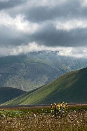 Yellow gentian (Gentiana lutea L.)  flowering and in the background the Vettore mountain, Castelluccio di Norcia, Italy