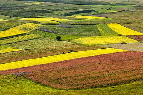 Detail on lentil fields in spring, Castelluccio di Norcia, Italy