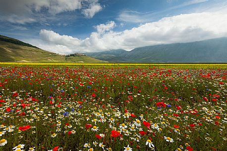 Lentil field and wildflowers and in the background Castelluccio di Norcia village, Umbria, Italy 