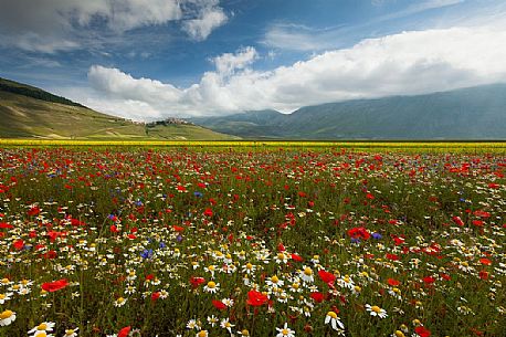 Lentil field and wildflowers and in the background Castelluccio di Norcia village, Umbria, Italy Lentil field and wildflowers and in the background Castelluccio di Norcia village, Umbria, Italy