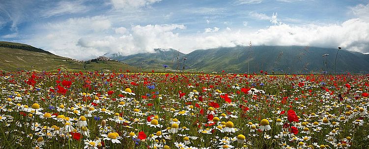 Lentil field and wildflowers and in the background Castelluccio di Norcia village, Umbria, Italy 