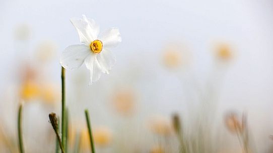 flowering of wild daffodils on the Pian Grande of Castelluccio di Norcia, Italy flowering of wild daffodils on the Pian Grande of Castelluccio di Norcia, Italy