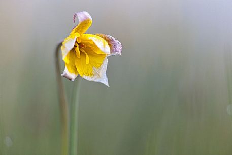 Wild tulip the Pian Grande of Castelluccio di Norcia, Italy Wild tulip the Pian Grande of Castelluccio di Norcia, Italy