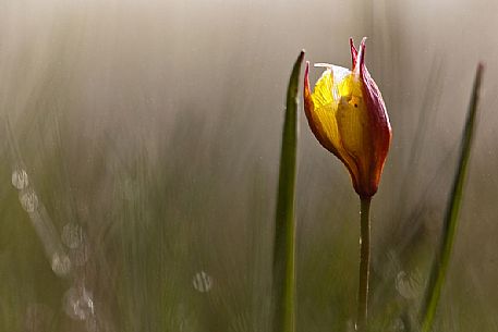 Wild tulip the Pian Grande of Castelluccio di Norcia, Italy Wild tulip the Pian Grande of Castelluccio di Norcia, Italy