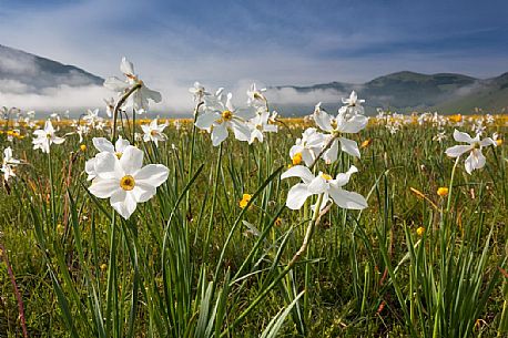 Wild narcissus (Narcissus poeticus L.) flowering in spring, Sibillini National Park, Italy