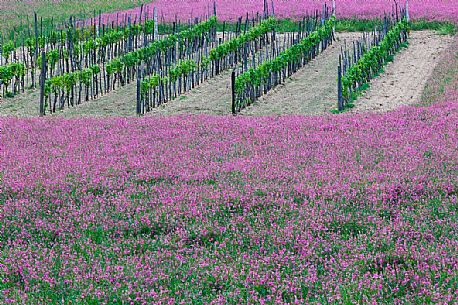 Spring flowering around a vineyard, Norcia, Sibillini National Park, Italy