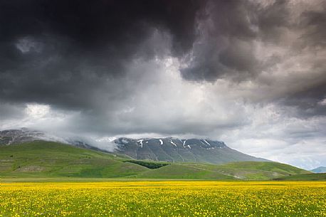 Spring blooming in Piano Perduto Plateau, in background Vettore mount immersed  in a storm's clouds, Castelluccio di Norcia, Italy