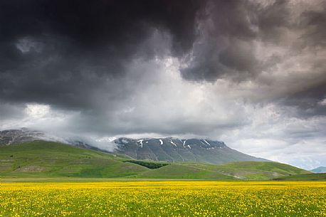 Spring blooming in Piano Perduto Plateau, in background Vettore mount immersed in a storm's clouds, Castelluccio di Norcia, Italy Spring blooming in Piano Perduto Plateau, in background Vettore mount immersed in a storm's clouds, Castelluccio di Norcia, Italy