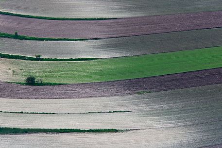 Fields in spring with lentil newly sown, Castelluccio di Norcia, Italy Fields in spring with lentil newly sown, Castelluccio di Norcia, Italy