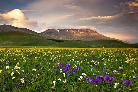 Spring blooming in Piano Perduto Plateau, in foreground the wild pansy and in background Vettore mount immersed in last light of sunset,Castellucio di Norcia, Italy