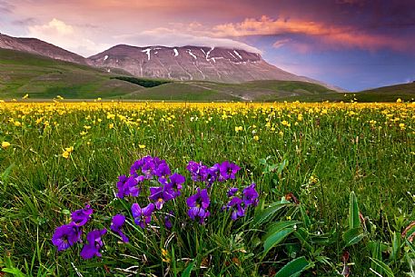 Spring blooming in Piano Perduto Plateau, in foreground the wild pansy and in background Vettore mount immersed in last light of sunset,Castellucio di Norcia, Italy