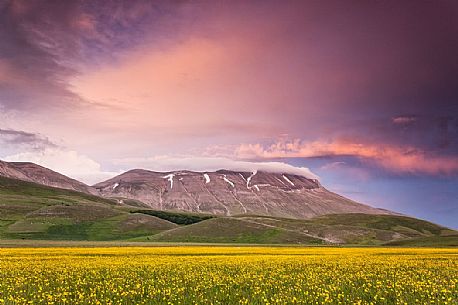 Spring blooming in Piano Perduto Plateau, in background Vettore mount at the sunset, Castelluccio di Norcia, Italy Spring blooming in Piano Perduto Plateau, in background Vettore mount at the sunset, Castelluccio di Norcia, Italy