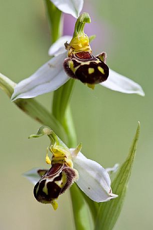 Ophrys apifera in the monte Moricone, Sibillini national park, Italy
