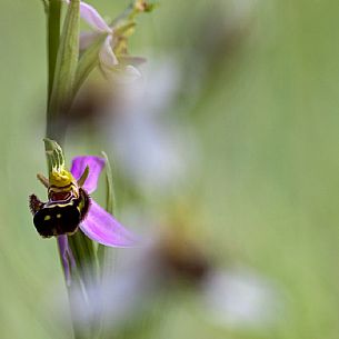 Ophrys apifera in the monte Moricone, Sibillini national park, Italy