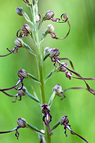 A rare orchid, the Himantoglossum adriaticum, Sibillini National Park, Italy