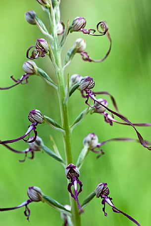 A rare orchid, the Himantoglossum adriaticum, Sibillini National Park, Italy A rare orchid, the Himantoglossum adriaticum, Sibillini National Park, Italy