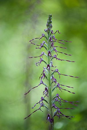 A rare orchid, the Himantoglossum adriaticum, Sibillini National Park, Italy