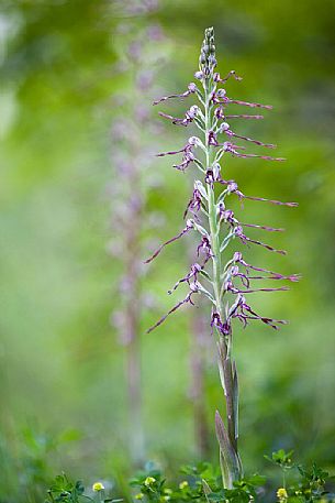 A rare orchid, the Himantoglossum adriaticum, Sibillini National Park, Italy