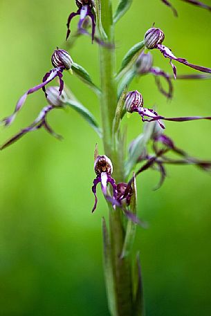 A rare orchid, the Himantoglossum adriaticum, Sibillini National Park, Italy