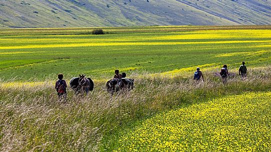 Tourists accompanied by mules hiking on flowering Pian Grande of Castelluccio di Norcia, Sibillini National Park, Italy