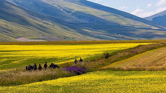Tourists accompanied by mules hiking on flowering Pian Grande of Castelluccio di Norcia, Sibillini National Park, Italy
