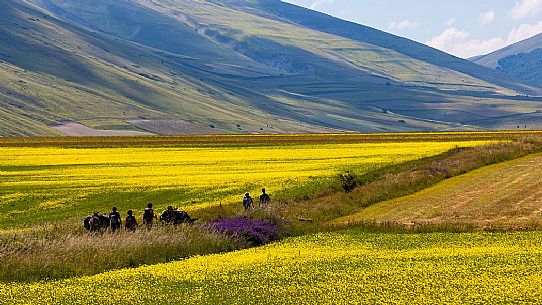 Tourists accompanied by mules hiking on flowering Pian Grande of Castelluccio di Norcia, Sibillini National Park, Italy