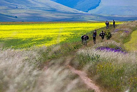 Tourists accompanied by mules hiking on flowering Pian Grande of Castelluccio di Norcia, Sibillini National Park, Italy