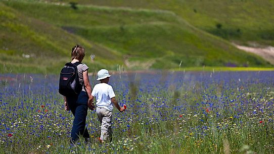 Mother and child hiking in the flowering and cultivated fields of  the Pian Grande, Castelluccio di Norcia, Italy