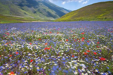 Blue flowering of  cornflowers and poppies in Pian Perduto of Castellucci di Norcia, Sibillini National Park, Italy