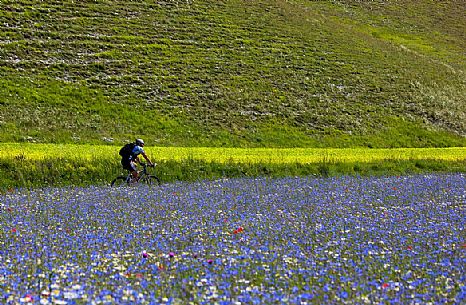 Mountain biker running in the flowering fields and lentils cultivation of Pian Grande, Castelluccio di Norcia, Sibillini National Park, Italy