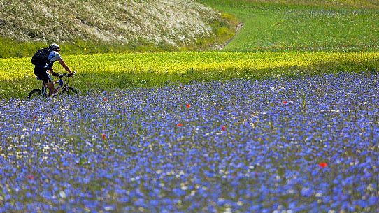 Mountain biker running in the flowering fields and lentils cultivation of Pian Grande, Castelluccio di Norcia, Sibillini National Park, Italy Mountain biker running in the flowering fields and lentils cultivation of Pian Grande, Castelluccio di Norcia, Sibillini National Park, Italy