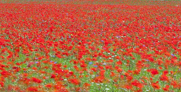 Flowering poppies in fields planted with lentils of Pian Grande of Castelluccio di Norcia, Italy