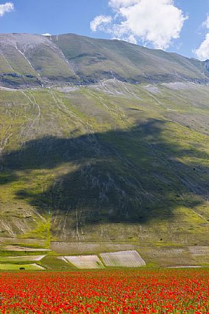 Poppies flowering and fields planted with lentils, in the background the Vettore mountain and its fault, Castelluccio di Norcia, Italy