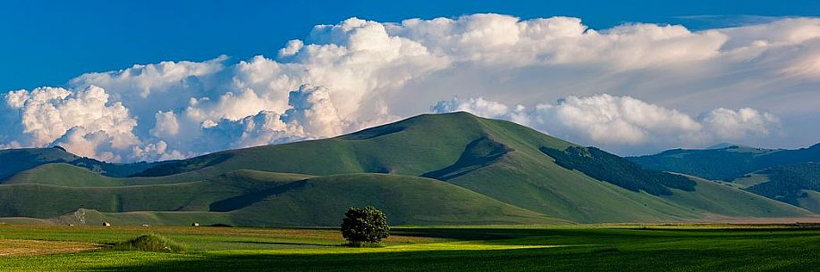 Cultivated fields and flowering at sunset in Pian Grande, Castelluccio di Norcia, Sibillini National Park, Italy 