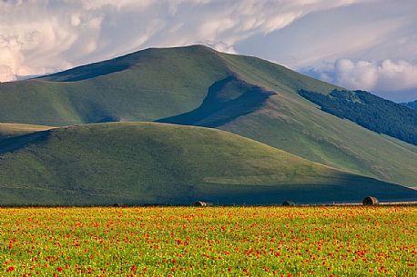 Cultivated fields and flowering at sunset in Pian Grande of Castelluccio di Norcia, Sibillini National Park, Italy