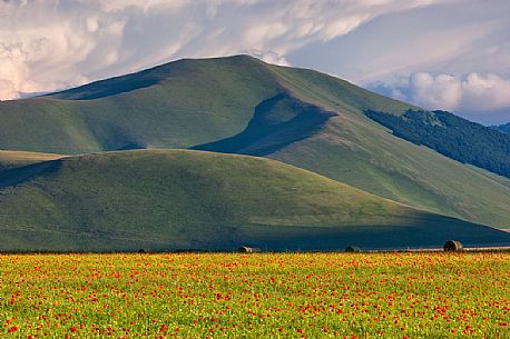 Cultivated fields and flowering at sunset in Pian Grande of Castelluccio di Norcia, Sibillini National Park, Italy Cultivated fields and flowering at sunset in Pian Grande of Castelluccio di Norcia, Sibillini National Park, Italy