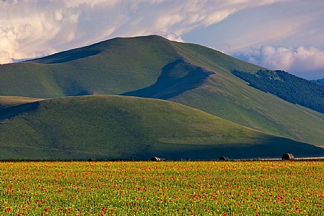 Cultivated fields and flowering at sunset in Pian Grande of Castelluccio di Norcia, Sibillini National Park, Italy Cultivated fields and flowering at sunset in Pian Grande of Castelluccio di Norcia, Sibillini National Park, Italy