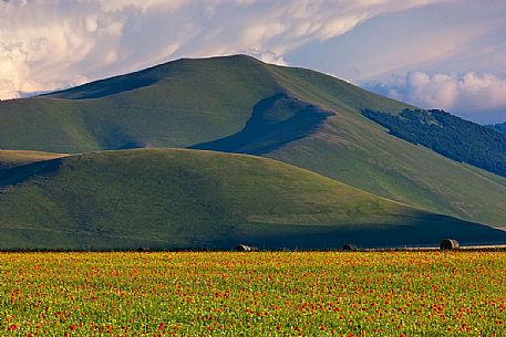 Cultivated fields and flowering at sunset in Pian Grande of Castelluccio di Norcia, Sibillini National Park, Italy