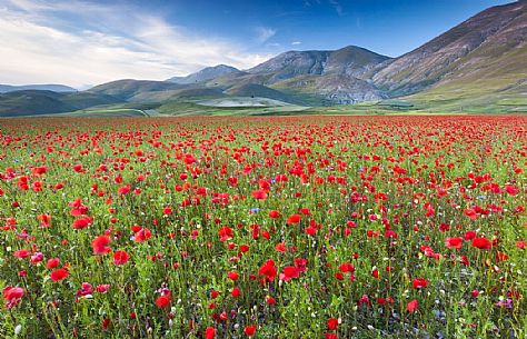 Poppies flowering at sunset in Pian Grande of Castelluccio di Norcia, in the background the Vettore mountain range, Sibillini National Park, Italy Poppies flowering at sunset in Pian Grande of Castelluccio di Norcia, in the background the Vettore mountain range, Sibillini National Park, Italy