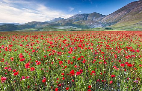 Poppies  flowering at sunset in Pian Grande of Castelluccio di Norcia, in the background the Vettore mountain range, Sibillini National Park, Italy