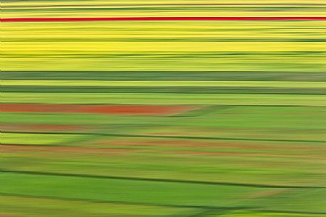 Creative flowering in motion in Pian Grande of Castelluccio di Norcia, Sibillini National Park, Italy Creative flowering in motion in Pian Grande of Castelluccio di Norcia, Sibillini National Park, Italy