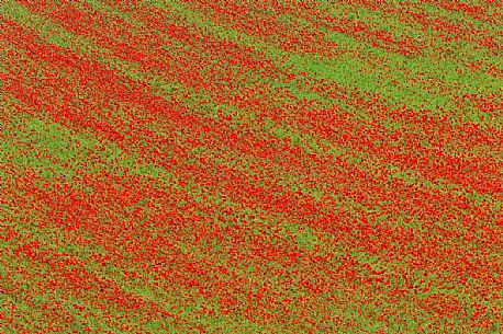 Flowering poppies in fields planted with lentils of Pian Grande of Castelluccio di Norcia, Italy Flowering poppies in fields planted with lentils of Pian Grande of Castelluccio di Norcia, Italy