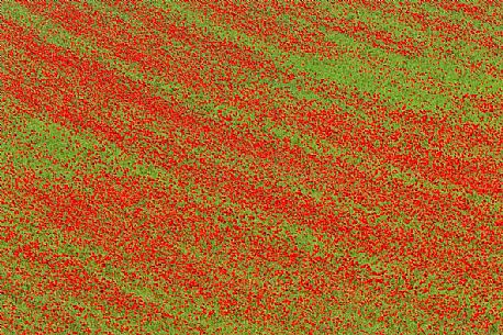 Flowering poppies in fields planted with lentils of Pian Grande of Castelluccio di Norcia, Italy