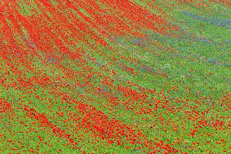 Poppies and cornflowers flowering in Pian Grande of Castellucci di Norcia, Sibillini National Park, Italy