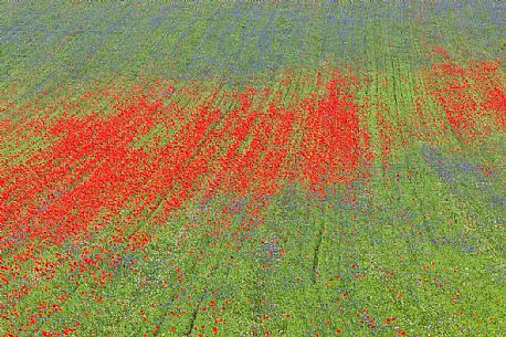 Poppies and cornflowers flowering in Pian Grande of Castellucci di Norcia, Sibillini National Park, Italy