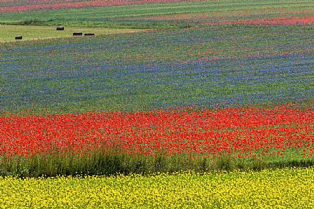 Poppies and cornflowers flowering in Pian Grande of Castellucci di Norcia, Sibillini National Park, Italy