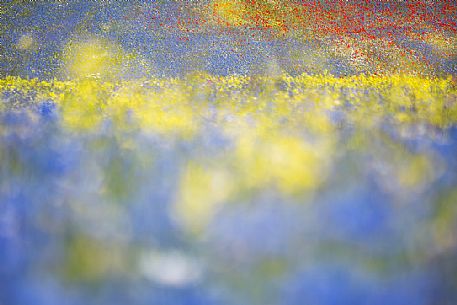 Flowering field in Pian Grande of Castelluccio di Norcia, Sibillini National Park, Italy